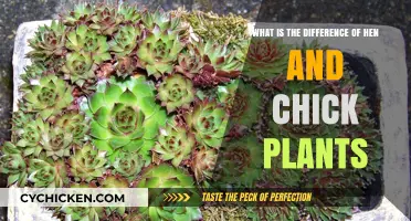 Hen and Chick Plants: What's the Difference?