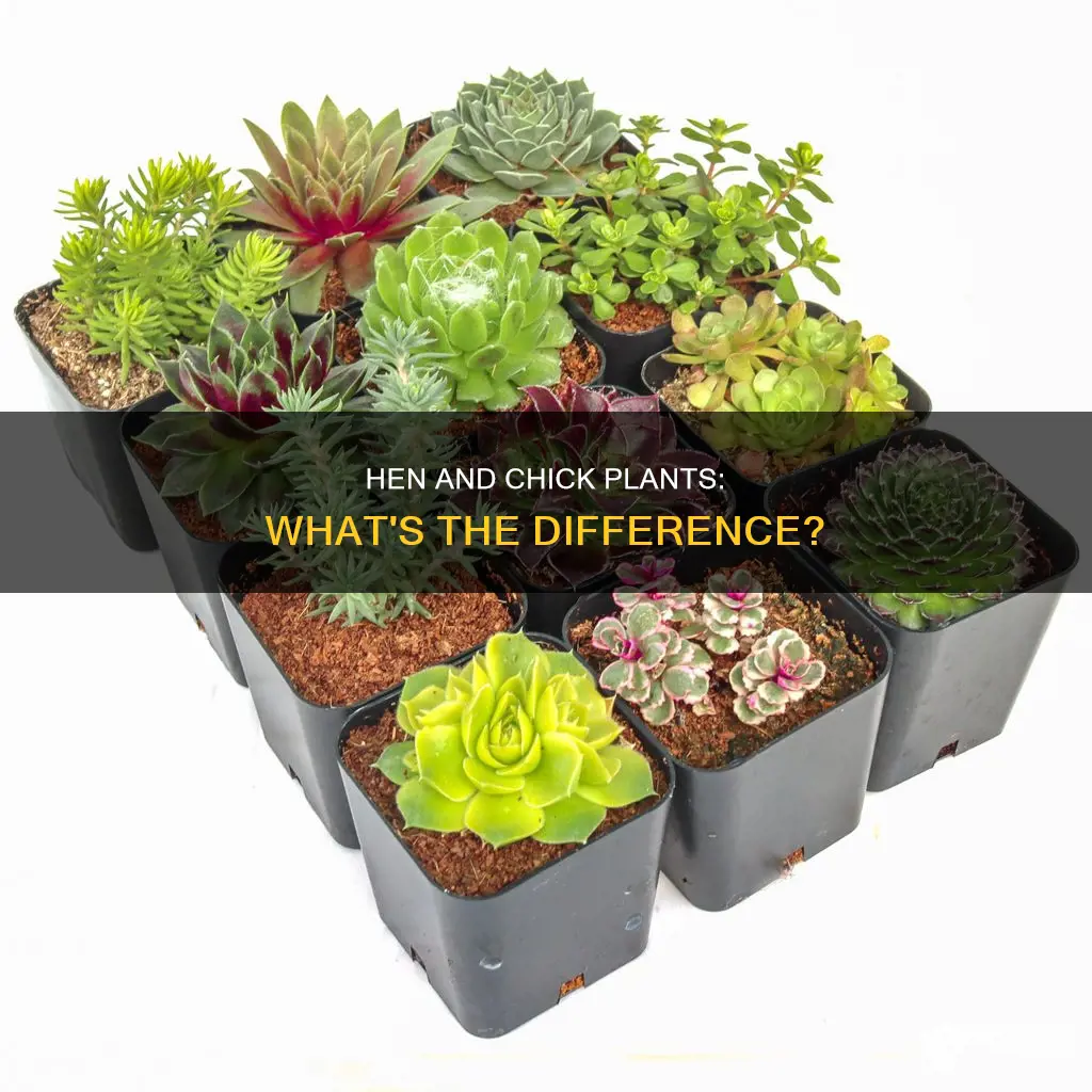 what is the difference of hen and chick plants