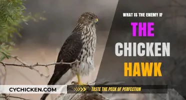 Unveiling the Chicken Hawk's Natural Predator: A Surprising Adversary