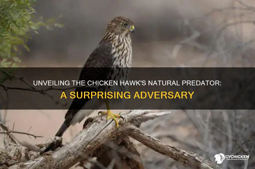 what is the enemy if the chicken hawk
