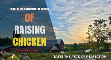 Raising Chickens: Understanding Their Environmental Impact and Sustainable Practices