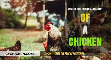Exploring the External Anatomy of a Chicken: A Comprehensive Guide