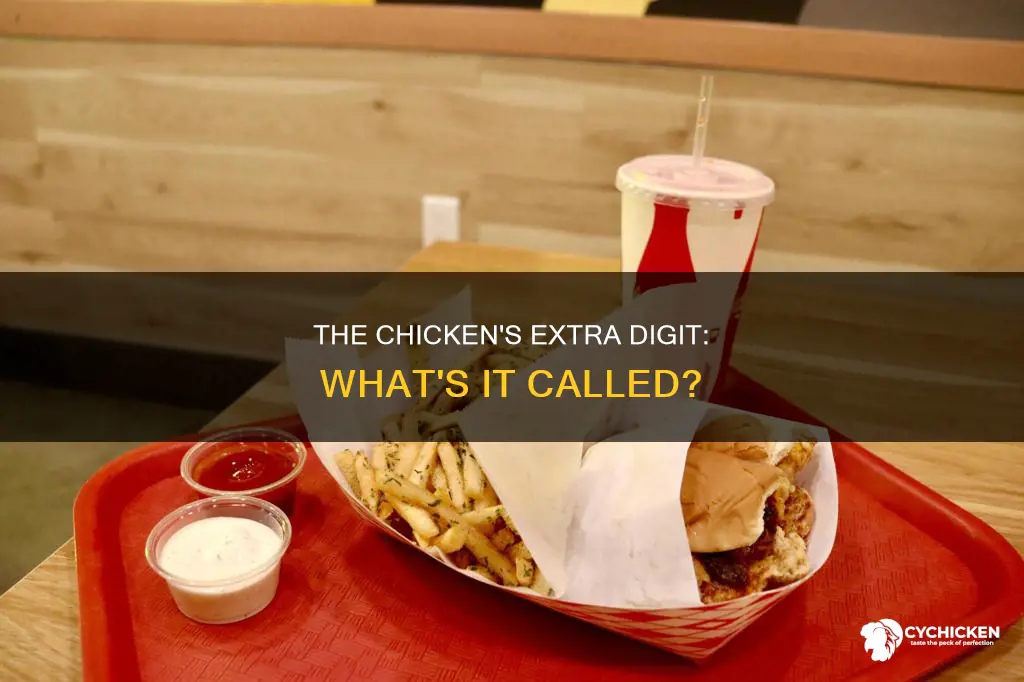 what is the extra talon a chicken has called