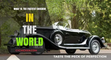 World's Fastest Chicken: Unveiling the Speedster of the Poultry Realm