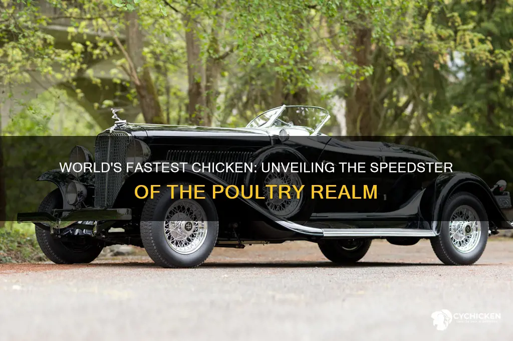 what is the fastest chicken in the world