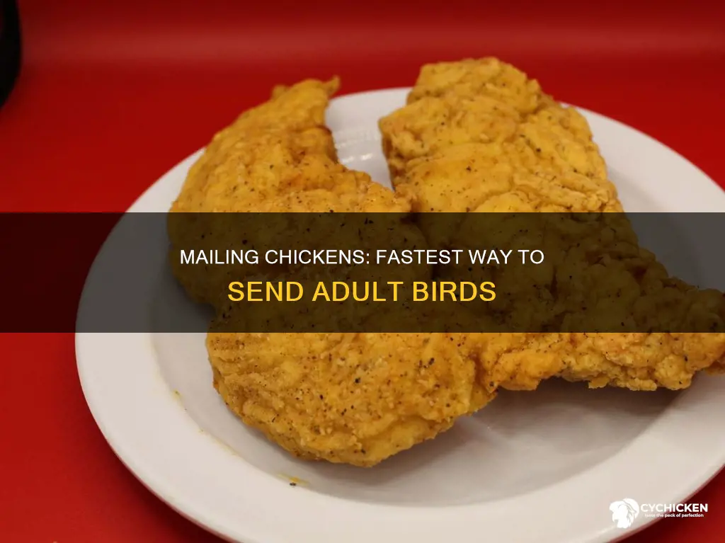 what is the fastest way to mail an adult chicken