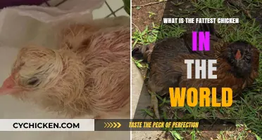 Discovering the World's Heaviest Chicken Breed: A Surprising Record Holder