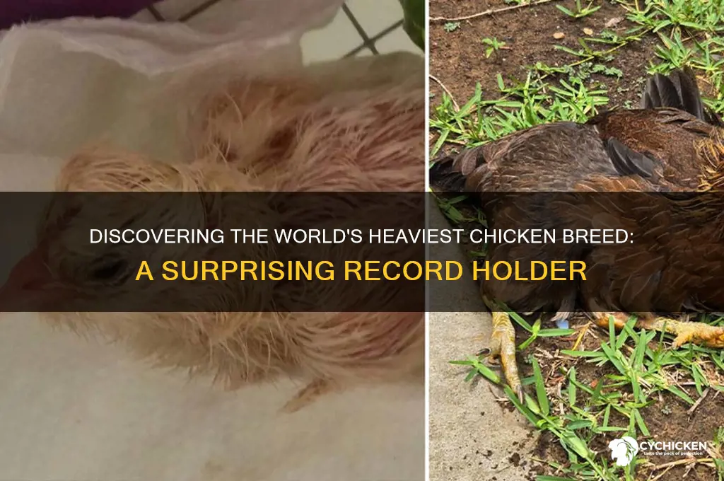 what is the fattest chicken in the world