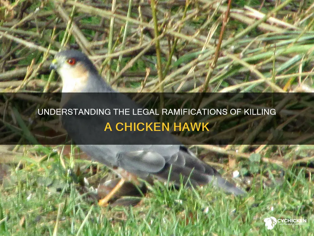 what is the fine for kiling a chicken hawk