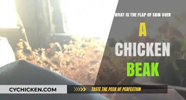 The Skin Flap Over Chicken Beaks Explained