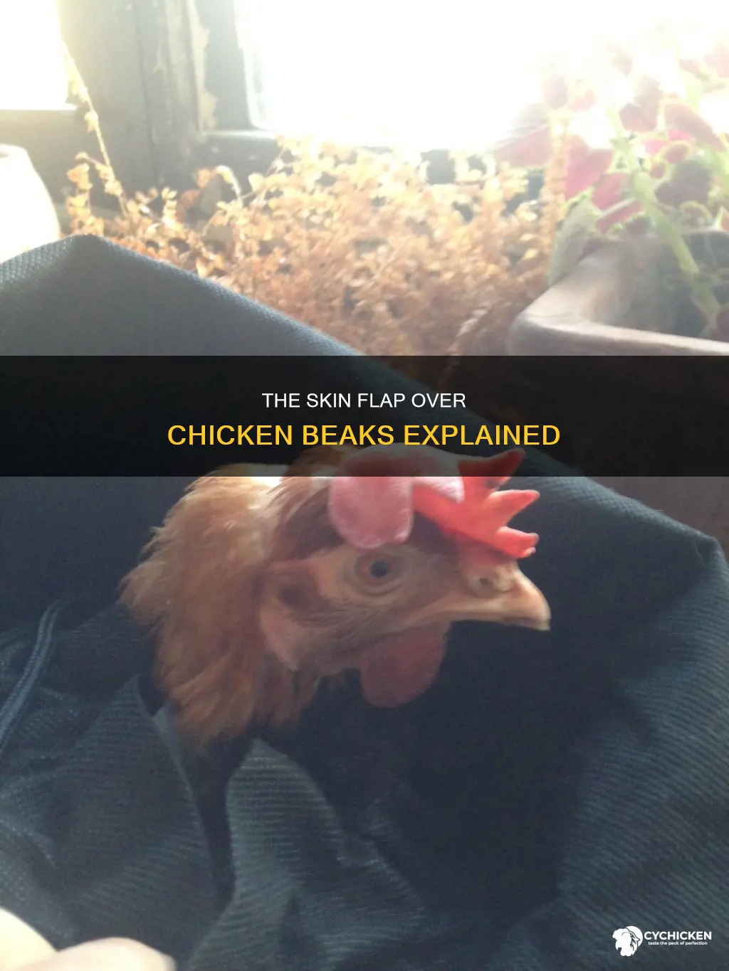 what is the flap of skin over a chicken beak