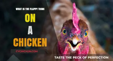 Understanding the Flappy Wattle: A Chicken's Unique Feature Explained