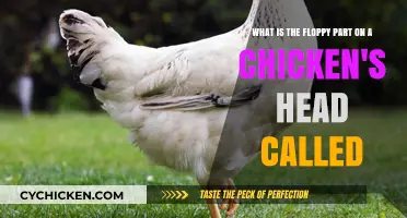 The Floppy Feature: What's That Part on a Chicken's Head?