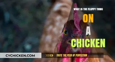 Understanding the Floppy Skin on Chickens: The Wattle and Its Purpose