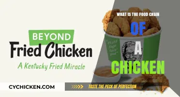 Understanding the Chicken's Food Chain: From Feed to Ecosystem Role