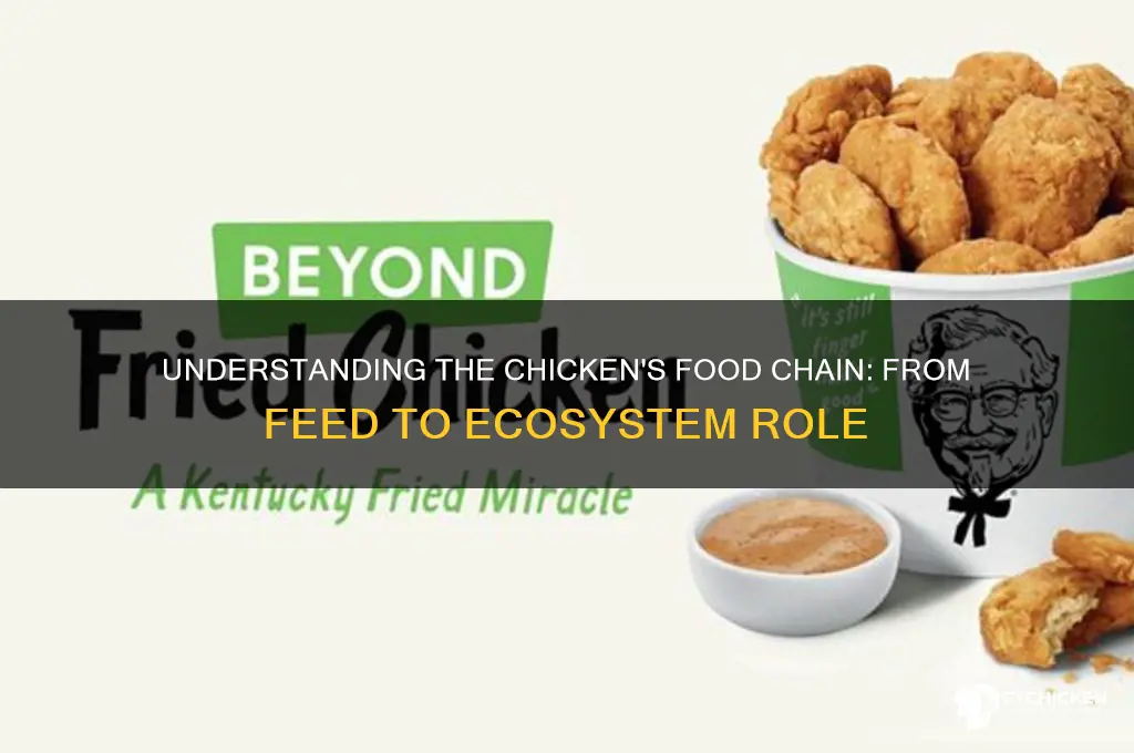 what is the food chain of a chicken