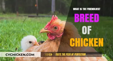 Discover the Most Sociable Chicken Breed for Your Backyard Flock