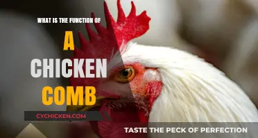 Understanding the Chicken Comb: Its Role and Function in Poultry