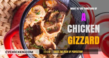 Understanding the Chicken Gizzard: Its Role in Digestion and Health
