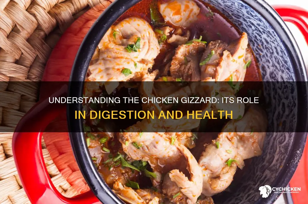what is the function of a chicken gizzard