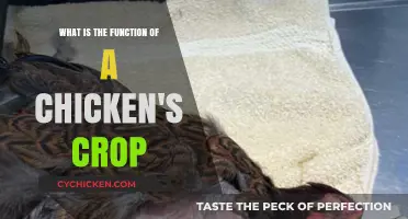 How a Chicken's Crop Supports Digestion