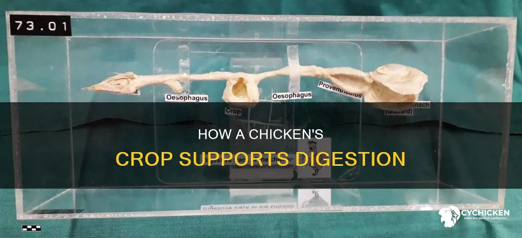 what is the function of a chicken