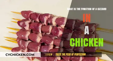 The Chicken Gizzard: Understanding its Vital Function