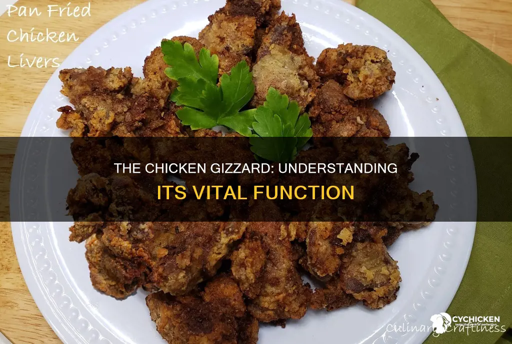 what is the function of a gizzard in a chicken