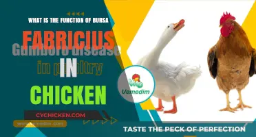 Bursa Fabricius: Chicken Immune System's Role
