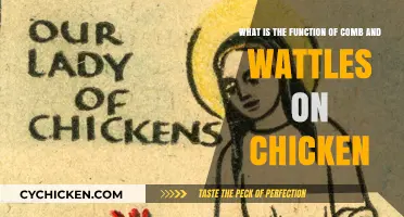 Comb and Wattles: What's Their Purpose?