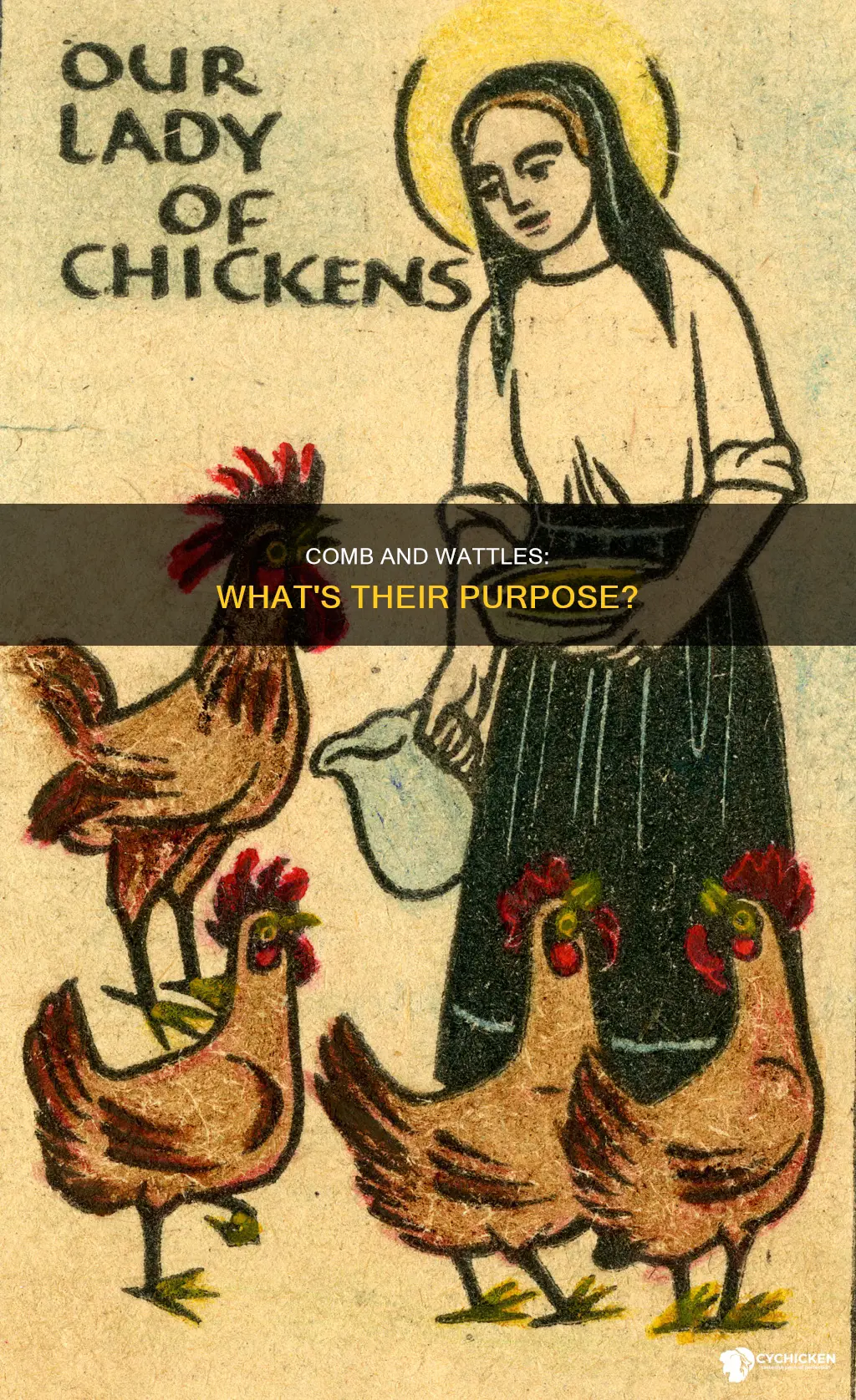 what is the function of comb and wattles on chicken
