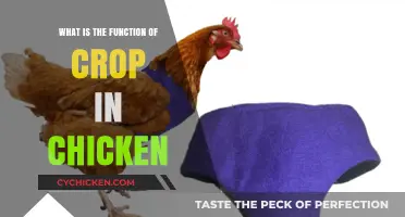 Understanding the Essential Role of the Crop in Chicken Digestion
