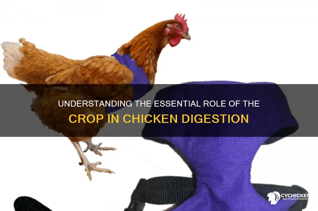 what is the function of crop in chicken