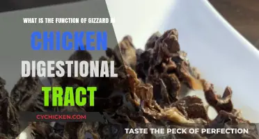 Gizzard Function in Chicken Digestive Tract