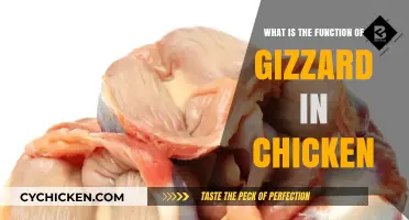 Understanding the Gizzard: A Chicken's Essential Digestive Organ