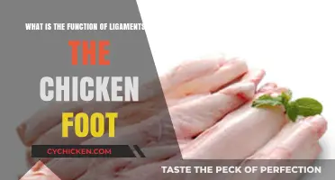 Ligaments in Chicken Feet: Their Function and Role