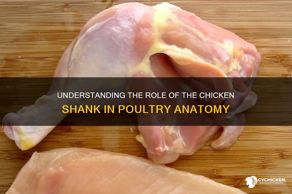 what is the function of shank in chicken