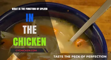 Chicken Spleen Function: Immune System Support