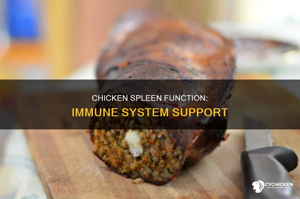 what is the function of spleen in the chicken