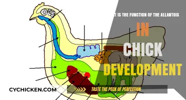 Allantois: A Vital Structure in Chick Embryo Development