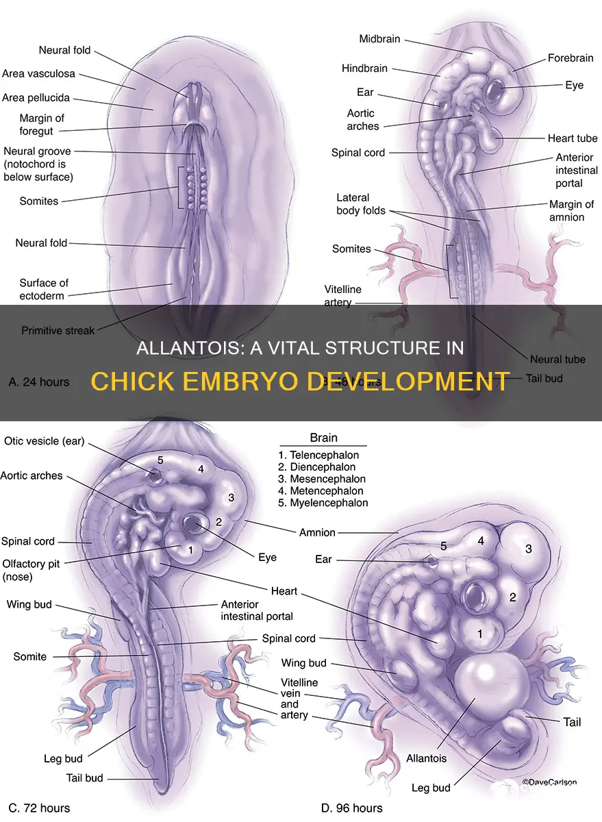 what is the function of the allantois in chick development