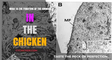The Amnion's Role: Protecting Chick Embryos