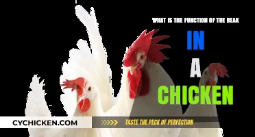 Chicken Beaks: Multipurpose Tools for Survival