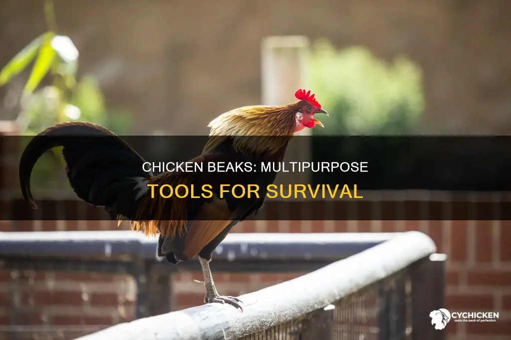 what is the function of the beak in a chicken