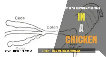 The Chicken Caeca: What's Their Function?