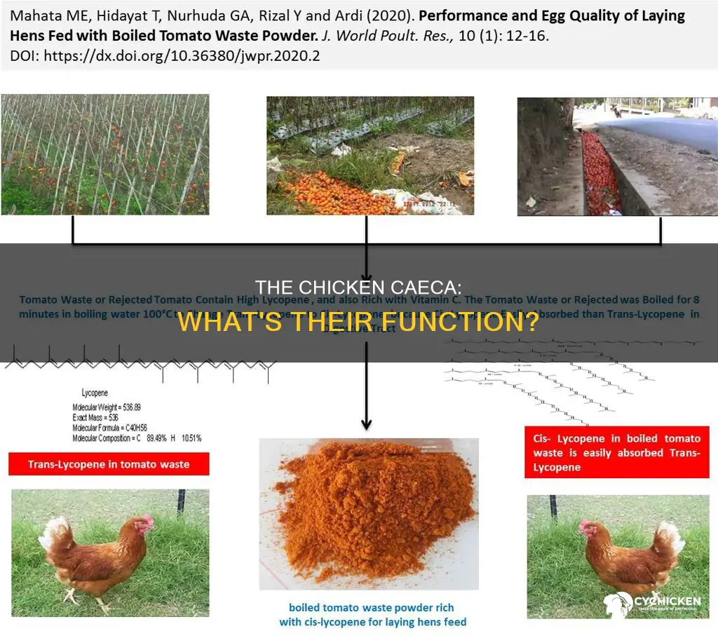 what is the function of the caeca in a chicken