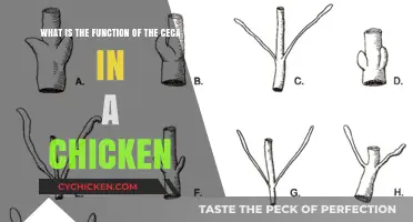 Function of Chicken Cecum: What's Its Purpose?