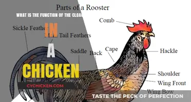 Understanding the Chicken Cloaca: Its Function and Purpose