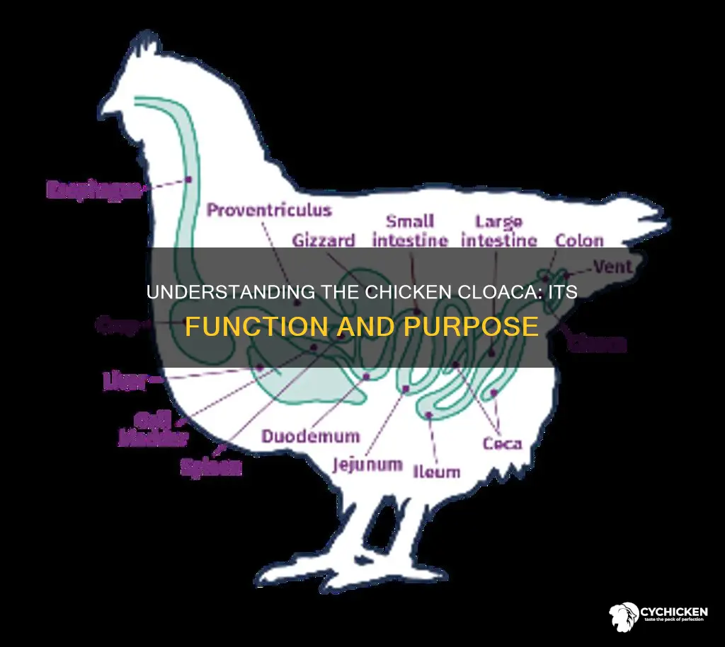 what is the function of the cloaca in a chicken