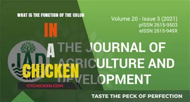 The Colon's Role in Chicken Health